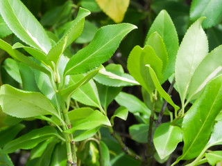 Green bush leaves