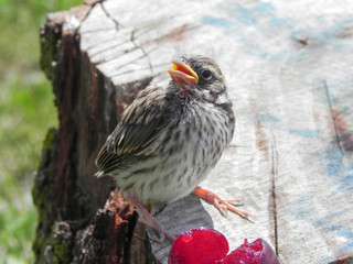 Baby Sparrow on a Tree Stump with Cherry Fruit