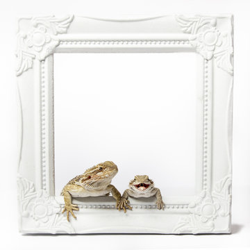 Two Bearded Dragons holding hands / feet / paws sitting in a white picture frame isolated on white