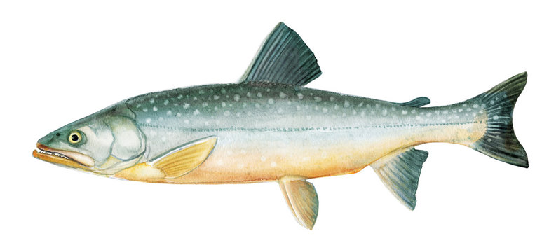 Freshwater fish of the Far East -  Malma, char, Isolated on a white background, drawings watercolor