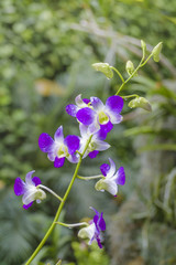 Violet Orchid and Green Plants
