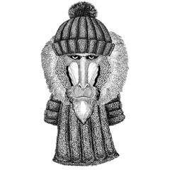 Monkey, baboon, dog-ape, ape wearing knitted hat and scarf
