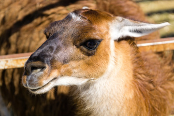 Obraz premium Goat standing