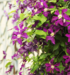 Colorful clematis bush on a fence in sunlight, natural summer bright floral background