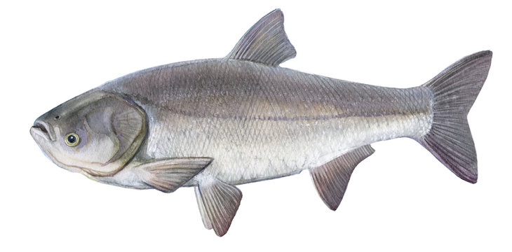Freshwater fish of the Far East  - Silver carp, Isolated on a white background, drawings watercolor