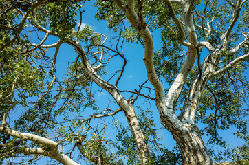 Large sweeping poplar and nightingale on a branch