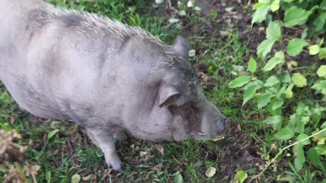 Schwein im Garten