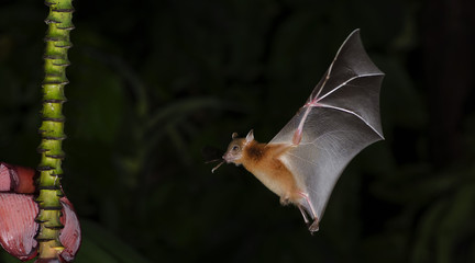 Bat, Greater Shortnosed Fruit Bat flying at night