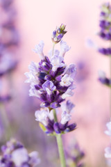 Lavender flowers.