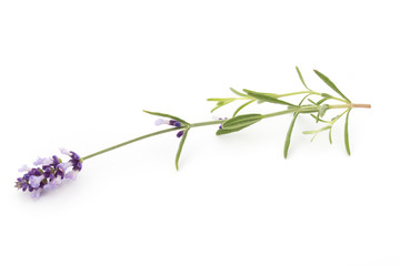 Fototapeta premium Lavender flowers.