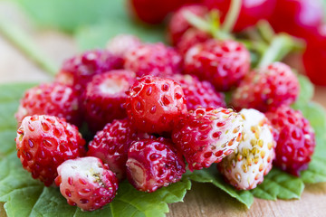 fresh wild strawberries on the leaf and table, healthy nutrition, close-up macro