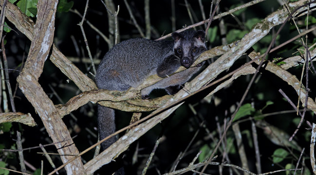 Masked Palm Civet stay on a branch at night.