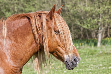 Fototapeta premium Primer plano de un caballo de color marrón