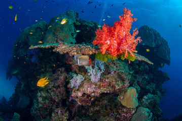 Fototapeta na wymiar Underwater coral underwater with bright color fish.Similan,North Andaman Sea,Thailand
