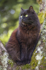 Chat