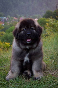 portrait of cute happy puppy dog, purebred Caucasian shepherd, sitting on the green grass in summer, in the park. 