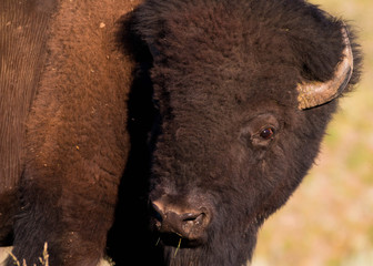 Fototapeta premium American bison in the Lamar Valley in Yellowstone National Park, Wyoming