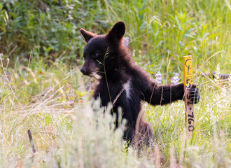 Cute black bear cub in Yellowstone National Park, Wyoming © evenfh