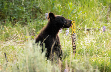 Cute black bear cub in Yellowstone National Park, Wyoming