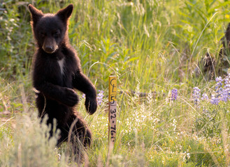Cute black bear cub in Yellowstone National Park, Wyoming