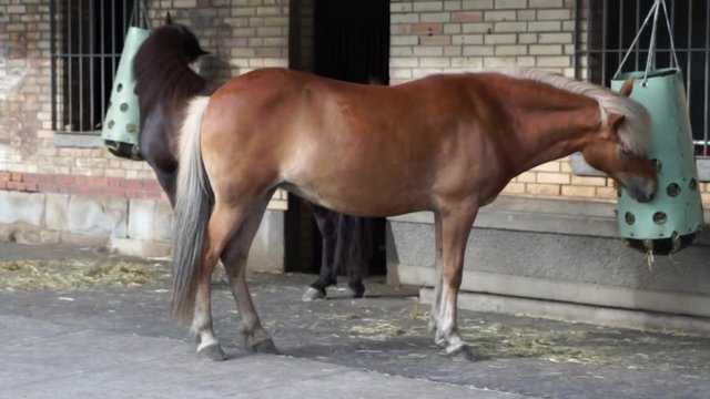 Zwei Pferde beim futtern 