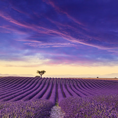 Fototapeta na wymiar Lavender field summer sunset landscape