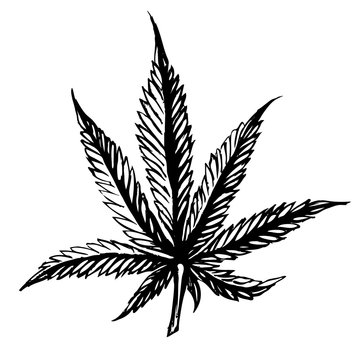 Cannabis leaves Sketch hand drawn isolated on white background.