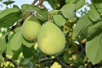 closeup of unripe pears yet on the tree.