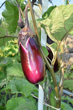closeup of unripe eggplant yet on the plant.
