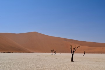 Dead vlei Namibian arid desert