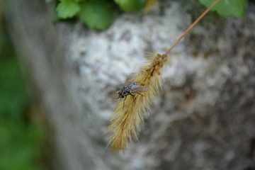 Fly