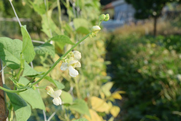 Green beans on the plant just bloomed