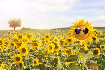 Sonnenblume mit Sonnenbrille