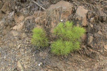 Pino joven en trinchera de pista forestal, Sauceda, Hurdes, España
