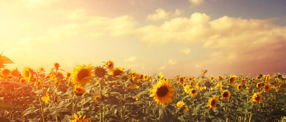 Wunderschöne Sonnenblumen