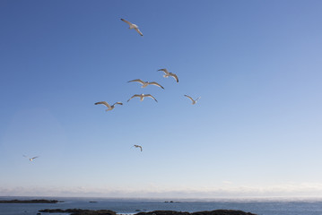 Seagulls in Flight
