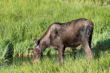 Shiras Moose of The Colorado Rocky Mountains