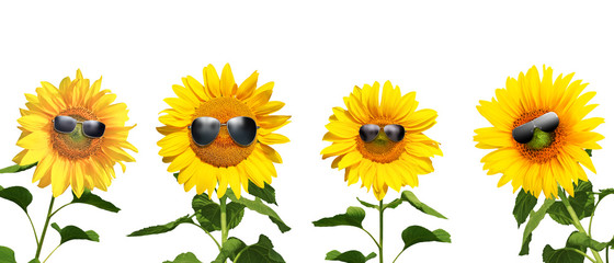 Sonnenblumen mit Sonnenbrillen auf weissem Hintergrund