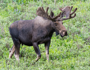Shiras Moose of The Colorado Rocky Mountains