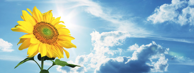 Naklejka premium Wunderschöne Sonnenblume
