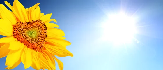 Deurstickers Wunderschöne Sonnenblume mit Form eines Herzens © Thaut Images