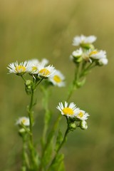 Fototapeta premium Chamomile medical