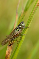 Grasshopper