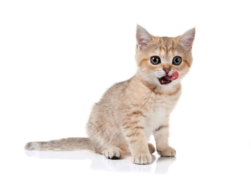 Three month old kitten   British Shorthair  lickens.  Color: Black Golden Shaded. Isolated on white background