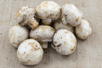 Local button white mushroom