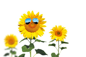 Sonnenblume mit Sonnenbrille auf weissem Hintergrund