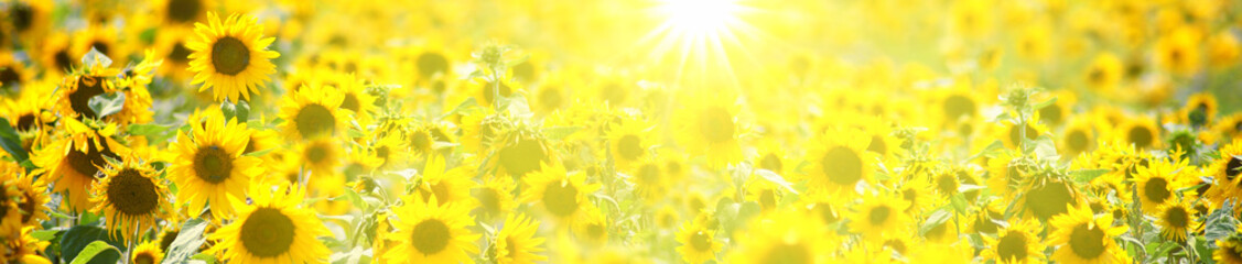 Fototapeta na wymiar Wunderschöne Sonnenblumen