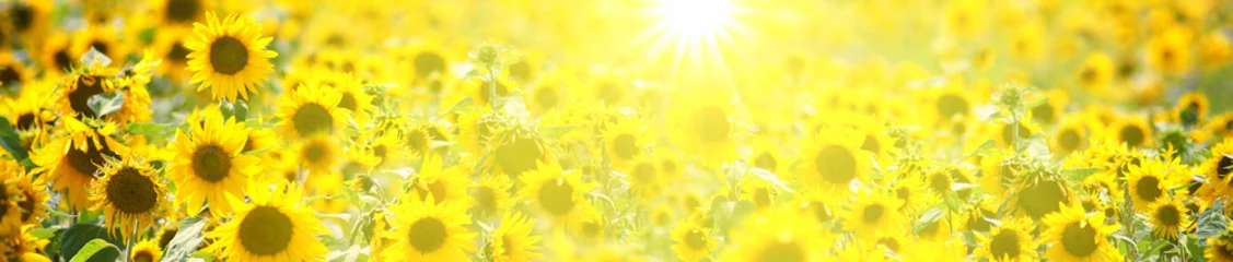 Afwasbaar Fotobehang Zonnebloem Mooie zonnebloemen