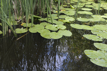 reflection