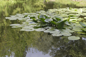 Leaves of water lilies